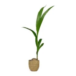 Cody Plant Pot - Straw Grass 39 Cody Plant Pot - Straw Grass -Plants Sale Store Cocos nucifera Coconut Palm Tree Cody Plant Pot Straw Grass 0fb12f6f f104 455a bc04 3821e446b773