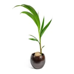 Cocos Nucifera - Coconut Palm Tree -Plants Sale Store Cocos nucifera Coconut Palm Tree kae mocha 29cm plant pot