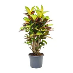 Codiaeum Iceton - Croton -Plants Sale Store Codiaeum Iceton Croton 110cm