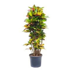 Codiaeum Iceton - Croton -Plants Sale Store Codiaeum Iceton Croton 135cm