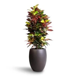 Codiaeum Iceton - Croton -Plants Sale Store Codiaeum Iceton Croton 27x110cm Grigio Tall Balloon Planter Rusty Iron Concrete 40x50cm