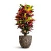 Codiaeum Iceton - Croton -Plants Sale Store Codiaeum Iceton Croton 27x110cm Lava Couple Relic Planter Rust 36x34cm