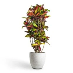Codiaeum Iceton - Croton -Plants Sale Store Codiaeum Iceton Croton 30x130cm Cas Plant Pot Cool Grey 36x32cm