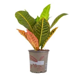 Codiaeum Petra - Croton -Plants Sale Store Codiaeum Petra Croton 13x40cm