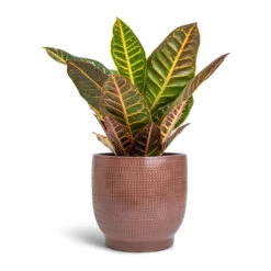 Lykke Plant Pot - Chestnut Blush 12 Lykke Plant Pot - Chestnut Blush -Plants Sale Store Codiaeum Petra Croton 17x45cm Lykke Plant Pot Chestnut 21x20cm