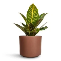 Codiaeum Petra - Croton -Plants Sale Store Codiaeum Petra Croton 17x45cm Prague Plant Pot Mocha 20x18cm a101cc72 b61f 4f72 b8d2 d1fe33eb9931