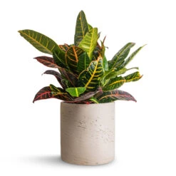 Codiaeum Petra - Croton -Plants Sale Store Codiaeum Petra Croton 17x45cm Puk Plant Pot Grey Washed 20x20cm