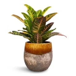 Lindy Plant Pot - Ochre 29 Lindy Plant Pot - Ochre -Plants Sale Store Codiaeum Petra Croton 17x50cm Lindy Plant Pot Ochre 23x20cm 78cd7299 2d0e 47c8 a27b b7765728d4dc