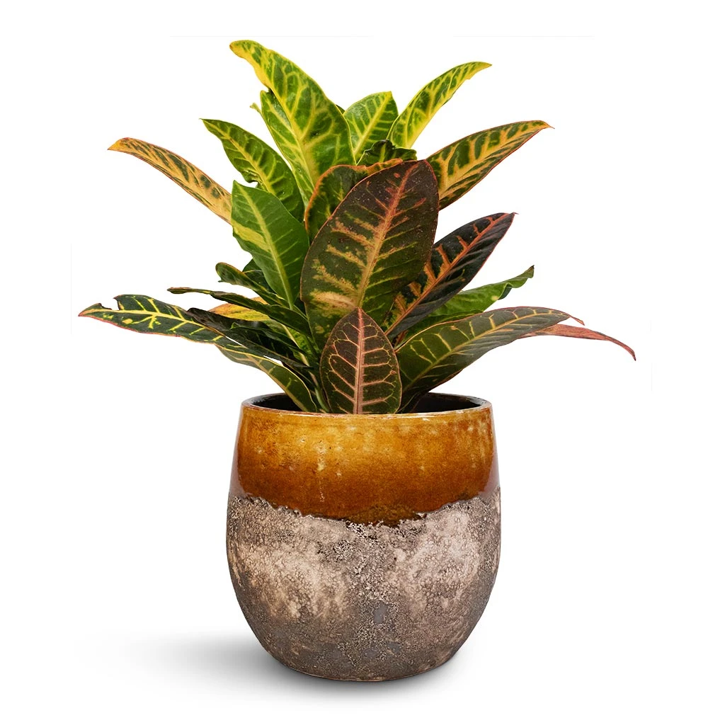 Lindy Plant Pot - Ochre 14 Lindy Plant Pot - Ochre - Image 12