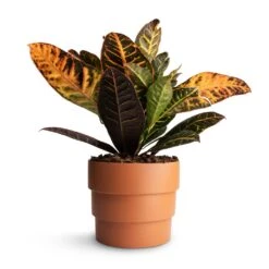 Codiaeum Petra - Croton -Plants Sale Store Codiaeum Petra Croton 17x50cmBoston Tiered Plant Pot Terracotta 19x16cm