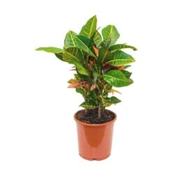 Codiaeum Petra - Croton -Plants Sale Store Codiaeum Petra Croton 21x60cm