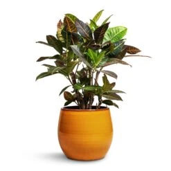 Charlotte Plant Pot - Spiced Ochre -Plants Sale Store Codiaeum Petra Croton 21x60cm Charlotte Plant Pot Ochre 29x25cm