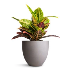 Codiaeum Petra - Croton -Plants Sale Store Codiaeum Petra Croton 21x60cm Coral Refined Planter Clouded Grey 25x21cm 0e0b7e2e 0c31 4143 9b4c 87ce07b91166
