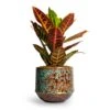 Codiaeum Petra - Croton -Plants Sale Store Codiaeum Petra Croton 21x60cm Noud Plant Pot Marrakesh 20x17cm 3a28c4ae a7c6 484e 904f 67e3cfbf9a32
