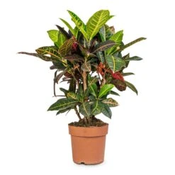 Codiaeum Petra - Croton -Plants Sale Store Codiaeum Petra Croton 21x60cm 41da8c33 a678 4314 b7d3 b766e24ec78b