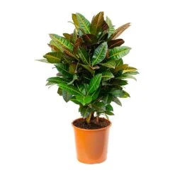 Codiaeum Petra - Croton -Plants Sale Store Codiaeum Petra Croton 27x80cm