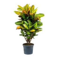 Codiaeum Petra - Croton -Plants Sale Store Codiaeum Petra Croton 29x110cm