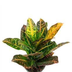 Codiaeum Petra - Croton -Plants Sale Store Codiaeum Petra Croton Leaves