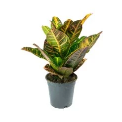 Codiaeum Petra - Croton -Plants Sale Store Codiaeum Petra Croton ed213919 e3d8 404d ba71 4086454c2f0a