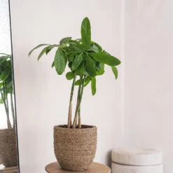 Cody Plant Pot - Straw Grass 31 Cody Plant Pot - Straw Grass -Plants Sale Store Cody Plant Pot Straw Grass 2