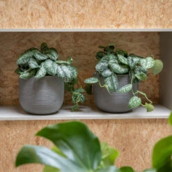 Cody Plant Pot - Ridged Dark Grey -Plants Sale Store CodyPlantPot RidgedDarkGrey 2