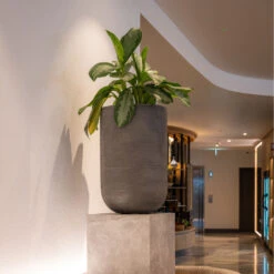 Cody Plant Vase - Ridged Dark Grey -Plants Sale Store CodyPlantVase RidgedDarkGrey 1