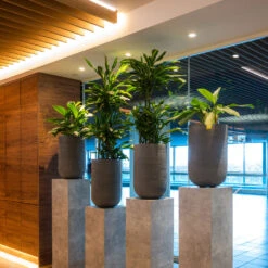 Cody Plant Vase - Ridged Dark Grey -Plants Sale Store CodyPlantVase RidgedDarkGrey 8