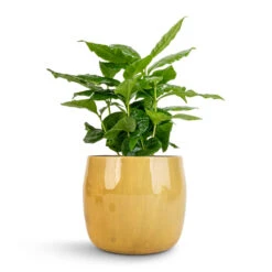 Babet Plant Pot - Camel 20 Babet Plant Pot - Camel -Plants Sale Store Coffea arabica Coffee Plant 12x35cm Babet Plant Pot Camel 14x12cm 1 6577e3ca aa86 4f47 92db b91dd694bc9b