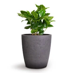 Gerben Plant Pot - Black Washed -Plants Sale Store Coffea arabica Coffee Plant 12x35cm Gerben Plant Pot Black Washed 15x16cm 39bf4d52 6b29 4fca 9c81 4a4ed7bf207c
