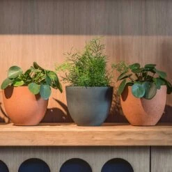 Coral Refined Planter - Pine Green 13 Coral Refined Planter - Pine Green -Plants Sale Store Coral Refined Pine Green Houseplant