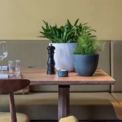 Coral Refined Planter - Natural White -Plants Sale Store Coral Refined Planter Pine Green Natural White Houseplants