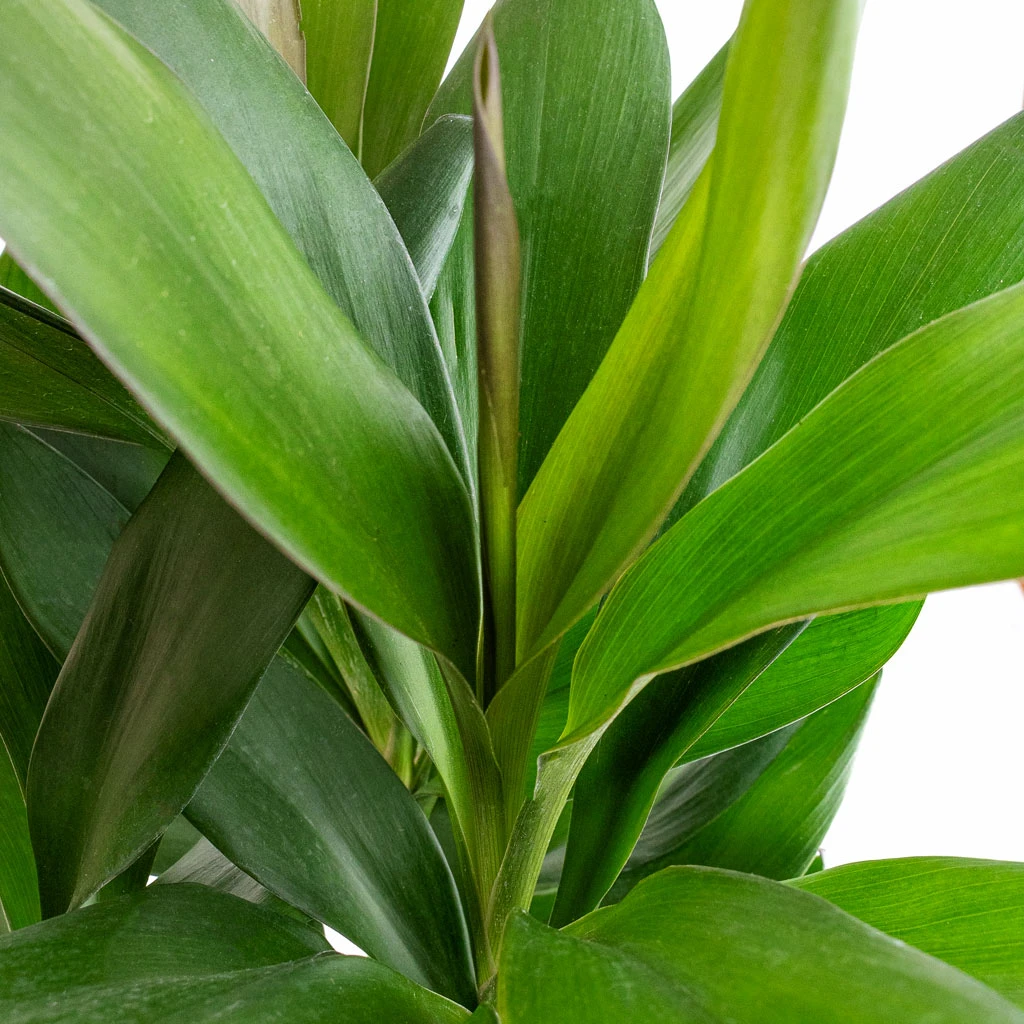 Cordyline Fruticosa Glauca - Green Ti Plant 4 Cordyline Fruticosa Glauca - Green Ti Plant - Image 2