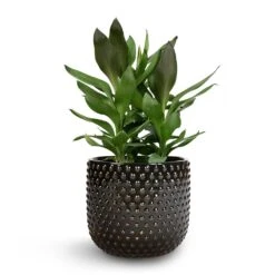 Cordyline Fruticosa Glauca - Green Ti Plant 20 Cordyline Fruticosa Glauca - Green Ti Plant -Plants Sale Store Cordyline fruticosa Glauca Green Ti Plant 19x55cm Bolino Plant Pot Shiny Black 24x21cm 1 ffdf3e51 28a9 4118 bbb5 714942084fb8