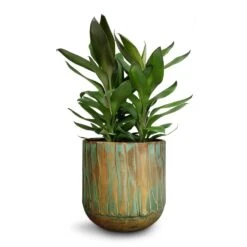 Cordyline Fruticosa Glauca - Green Ti Plant 23 Cordyline Fruticosa Glauca - Green Ti Plant -Plants Sale Store Cordyline fruticosa Glauca Green Ti Plant 19x55cm Caro Metal Plant Pots Set6 Copper Green 1