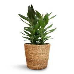 Cordyline Fruticosa Glauca - Green Ti Plant 22 Cordyline Fruticosa Glauca - Green Ti Plant -Plants Sale Store Cordyline fruticosa Glauca Green Ti Plant 19x55cm Igmar Plant Basket Natural 22x19cm 1