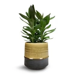 Cordyline Fruticosa Glauca - Green Ti Plant 24 Cordyline Fruticosa Glauca - Green Ti Plant -Plants Sale Store Cordyline fruticosa Glauca Green Ti Plant 19x55cm Marlijn Plant Pot Thyme 21x21cm