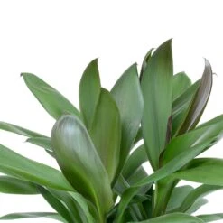 Cordyline Fruticosa Glauca - Green Ti Plant 21 Cordyline Fruticosa Glauca - Green Ti Plant -Plants Sale Store Cordyline fruticosa Glauca Green Ti Plant Leaves