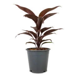 Cordyline Fruticosa Mambo - Hawaiian Ti Plant -Plants Sale Store Cordyline fruticosa Mambo Hawaiian Ti Plant 12x40cm