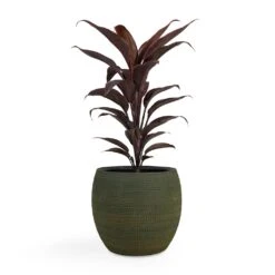 Cordyline Fruticosa Mambo - Hawaiian Ti Plant -Plants Sale Store Cordyline fruticosa Mambo Hawaiian Ti Plant 12x40cm Dex Plant Pot Forrest 19x16cm
