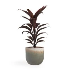 Tarra Plant Pot - Forest -Plants Sale Store Cordyline fruticosa Mambo Hawaiian Ti Plant 12x40cm Tarra Plant Pot Forest 15x13cm fed8040c f594 42b4 9e76 7c459928dfb3