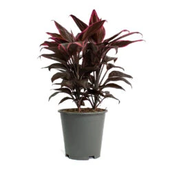 Cordyline Fruticosa Mambo - Hawaiian Ti Plant -Plants Sale Store Cordyline fruticosa Mambo Hawaiian Ti Plant 19cm