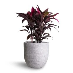 Cordyline Fruticosa Mambo - Hawaiian Ti Plant -Plants Sale Store Cordyline fruticosa Mambo Hawaiian Ti Plant 19x50cm Cas Plant Pot Cool Grey 25x23cm 5c772116 08e6 4042 a74a 68401e1cbec0