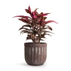 Cordyline Fruticosa Mambo - Hawaiian Ti Plant -Plants Sale Store Cordyline fruticosa Mambo Hawaiian Ti Plant 19x50cm Duncan Plant Pot Blue Gold 23x22cm 0b14a82e 7c73 4728 a5a0 ad733f00f0dc