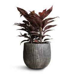 Cordyline Fruticosa Mambo - Hawaiian Ti Plant -Plants Sale Store Cordyline fruticosa Mambo Hawaiian Ti Plant 19x50cm Feico Plant Pot Metal Black 24x21cm
