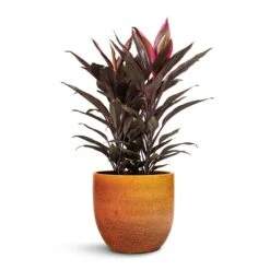 Jolin Plant Pot - Ochre -Plants Sale Store Cordyline fruticosa Mambo Hawaiian Ti Plant 19x50cm Jolin Plant Pot Desert 24x23cm
