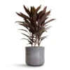Cordyline Fruticosa Mambo - Hawaiian Ti Plant -Plants Sale Store Cordyline fruticosa Mambo Hawaiian Ti Plant 19x50cm Remmi Glaze Plant Pot Grey 20x20cm c3aa3ded ee22 405c 8c78 4f241fd60fe9