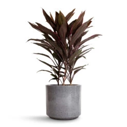 Cordyline Fruticosa Mambo - Hawaiian Ti Plant