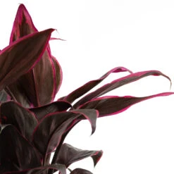 Cordyline Fruticosa Mambo - Hawaiian Ti Plant -Plants Sale Store Cordyline fruticosa Mambo Hawaiian Ti Plant Close Up