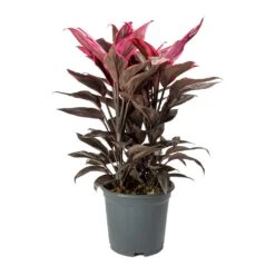 Cordyline Fruticosa Mambo - Hawaiian Ti Plant -Plants Sale Store Cordyline fruticosa Mambo Hawaiian Ti Plant Large