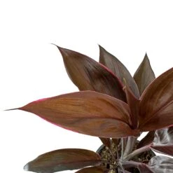 Cordyline Fruticosa Mambo - Hawaiian Ti Plant -Plants Sale Store Cordyline fruticosa Mambo Hawaiian Ti Plant Leaves